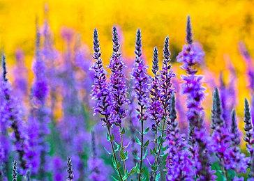 与朋友们在全新的团队模式中，打场《友尽高尔夫》